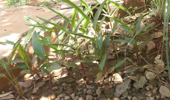 Root zone system for treatment of domestic waste water